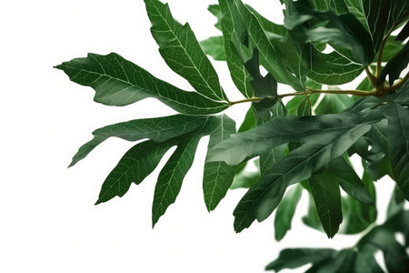 Green leaves isolated on white background. Close up. Studio shot.の素材