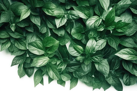 Fresh basil leaves on white background. Top view, flat lay.の素材
