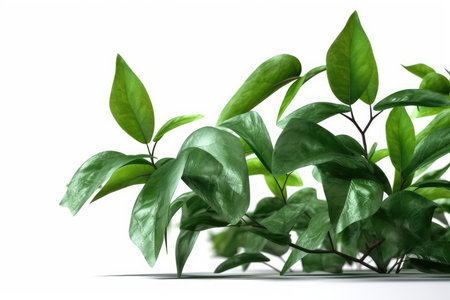Ficus leaves isolated on white background. 3d render illustration.の素材