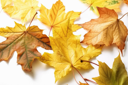 Beautiful autumn leaves on white background, top view. Fall seasonの素材