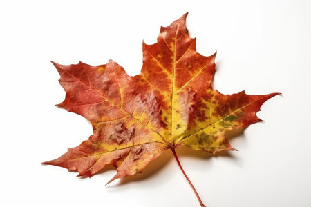 Autumn maple leaf isolated on white background with copy space for textの素材