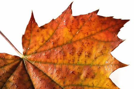 Autumn maple leaf isolated on white background. Close-up.の素材