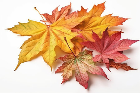 Autumn maple leaves on a white background. Autumn background. Autumn background.の素材