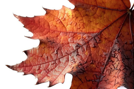 Autumn maple leaf on white background, close-up, macroの素材