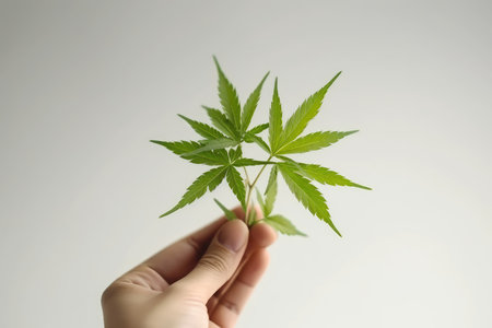 Cannabis leaf in hand, white background, close-upの素材