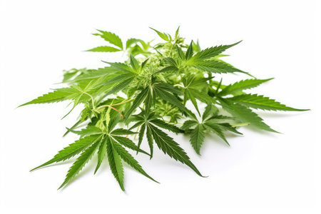 Cannabis plant isolated on white background. Green leaves of marijuana.の素材