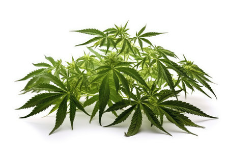 Cannabis leaves isolated on white background, medical marijuana concept.の素材