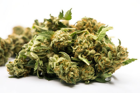 Cannabis buds isolated on white background. Close-up.の素材