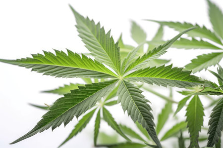 Cannabis leaf on a white background. Close-up.の素材
