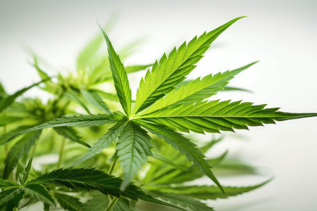 Cannabis sativa background. Green leaf of marijuana close up.の素材