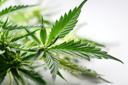 Cannabis leaves on a white background. Growing medical marijuana.の素材