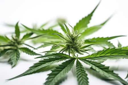 Cannabis leaf on white background. Green leaves of marijuana close-up.の素材
