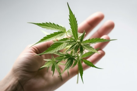 Cannabis leaf in hand on white background. Legal Marijuana cultivation in the home.の素材