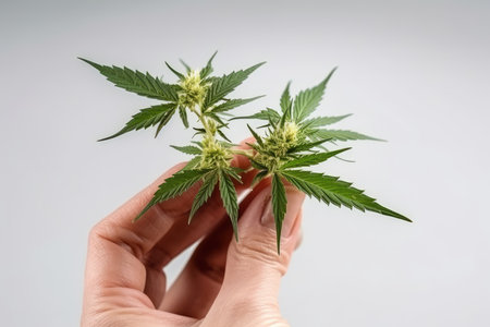 Cannabis leaf in hand isolated on white background. Legal Marijuana cultivation in the home.の素材