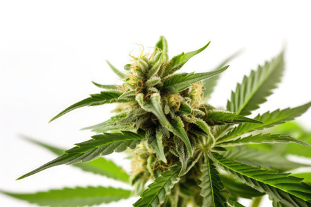 Cannabis flower bud on a white background close-up.の素材