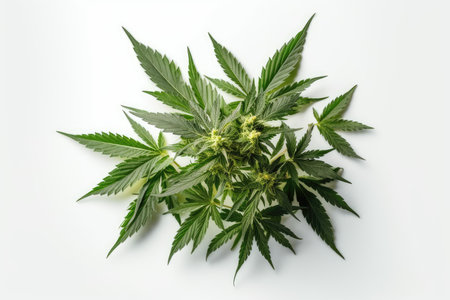 Cannabis leaves on white background. Top view, flat lay.の素材