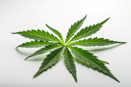 Cannabis leaf isolated on white background. Medical marijuana concept. Legal hemp cultivation.の素材