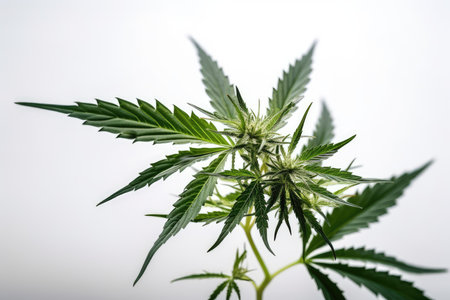 Cannabis sativa Indica flower. Young cannabis plant. Green leaves of marijuana.の素材