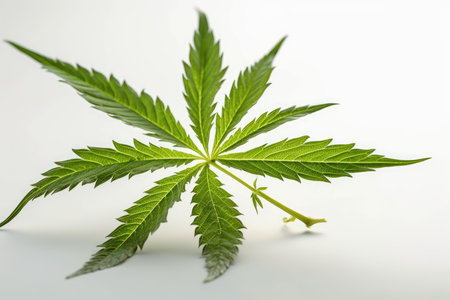 Cannabis leaf isolated on white background. Medical marijuana concept.の素材