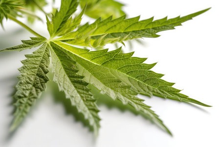 Cannabis leaf isolated on white background. Close-up.の素材