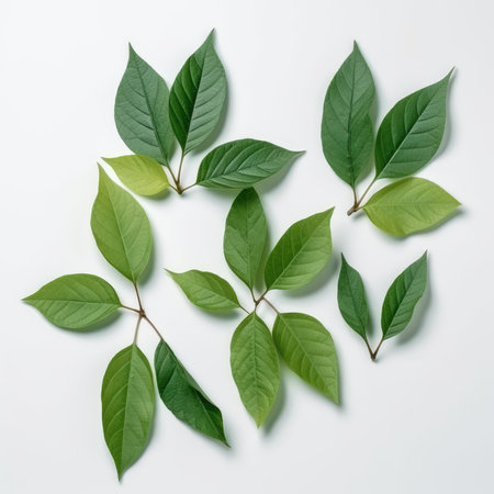 Green leaves on a white background. Flat lay, top view.の素材