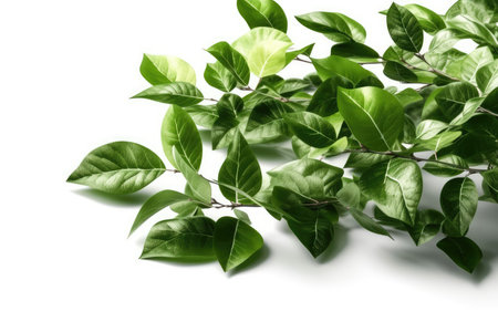 Green leaves isolated on white background. Close-up of fresh green leaves.の素材