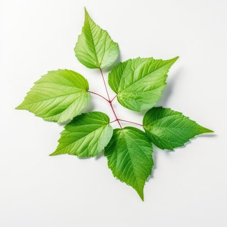 Green leaves isolated on white background. Flat lay, top view.の素材
