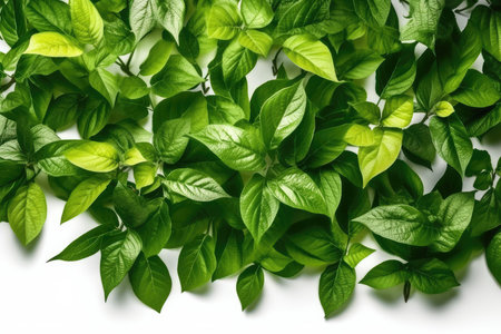 Green leaves on white background. Flat lay, top view, copy spaceの素材