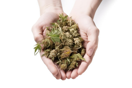 Hands holding marijuana buds isolated on white background. Studio shot.の素材