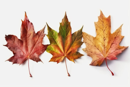 Autumn maple leaves isolated on white background. Flat lay, top viewの素材
