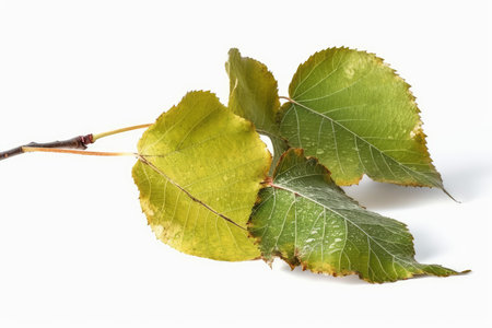 Autumnal birch leaves on a white background. Isolatedの素材