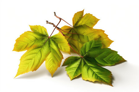 Autumn maple leaves isolated on white background. 3D illustration.の素材