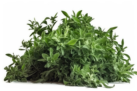 Fresh green oregano isolated on a white background. Studio shot.の素材