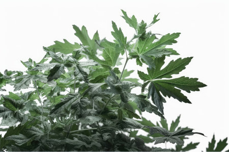 Cannabis plant isolated on white background. Medical marijuana plant.の素材