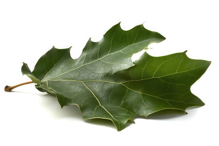 Leaf of holly berry isolated on white background cutoutの素材