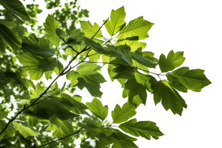 green leaves background in sunny day with copy space for text or imageの素材