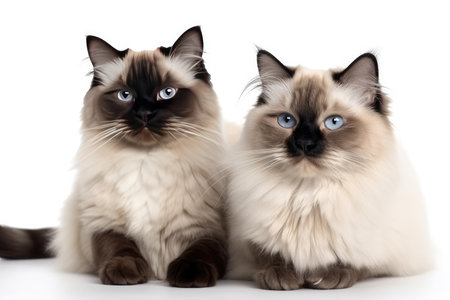 two siamese cats with blue eyes looking at camera isolated on white backgroundの素材