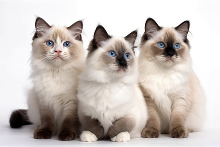 Three Ragdoll cats with blue eyes on a white background.の素材