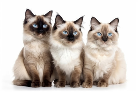 Three beautiful Siamese cats with blue eyes isolated on white backgroundの素材