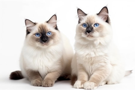 Two siamese cats with blue eyes on a white background.の素材
