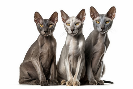 Three Sphynx cats sitting in front of white background, isolatedの素材