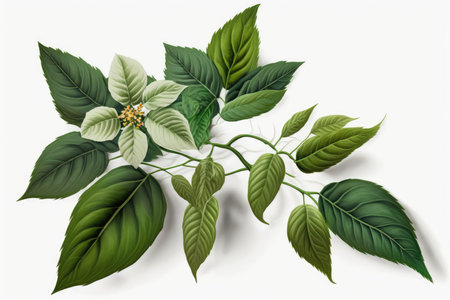 Illustration of green leaves on a white background. Vector image.の素材