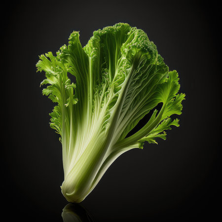 Fresh green lettuce isolated on black background with clipping path. Close up.の素材
