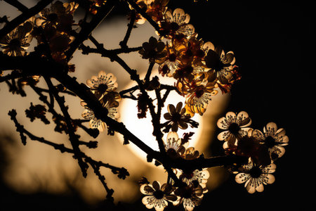 Silhouette of a cherry blossom tree in front of the sunの素材