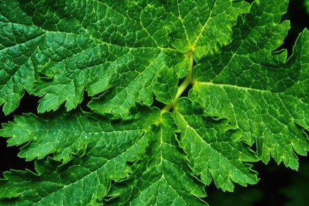 Close up of green leaf texture. Nature background with copy space.の素材