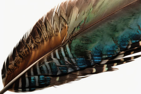 feather of a bird on a white background close-up macroの素材