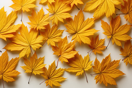 Autumn maple leaves on white background. Flat lay, top viewの素材