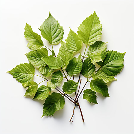 Green leaves on a white background. Flat lay, top view.の素材