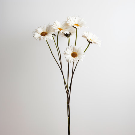 White daisies isolated on a white background. Studio shot.の素材