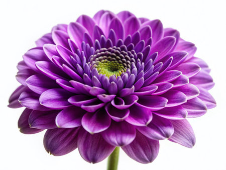Close-up Purple Flower on White Background, High-Resolution Stock Photo, Isolated Floral Image, Nature Photographyの素材